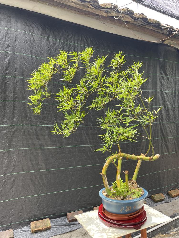 小叶勒竹生桩熟桩大量批发