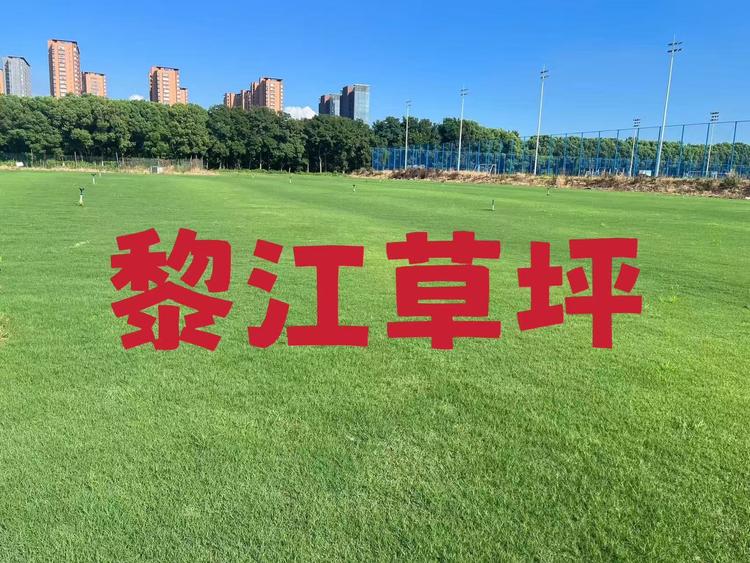 江苏常州城绿黎江草坪