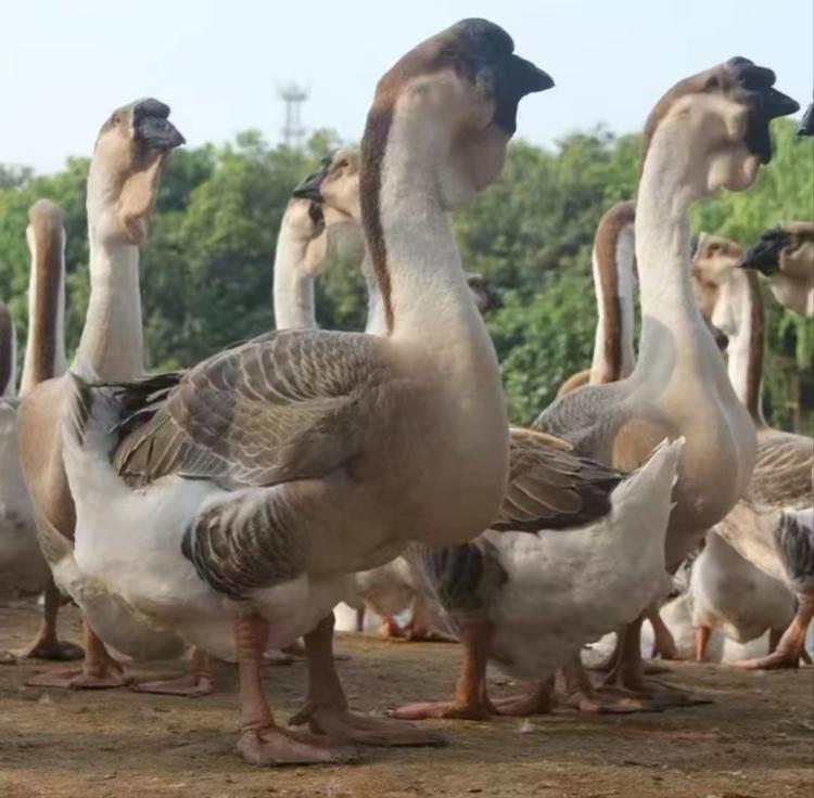 正宗纯种狮头鹅养殖基地