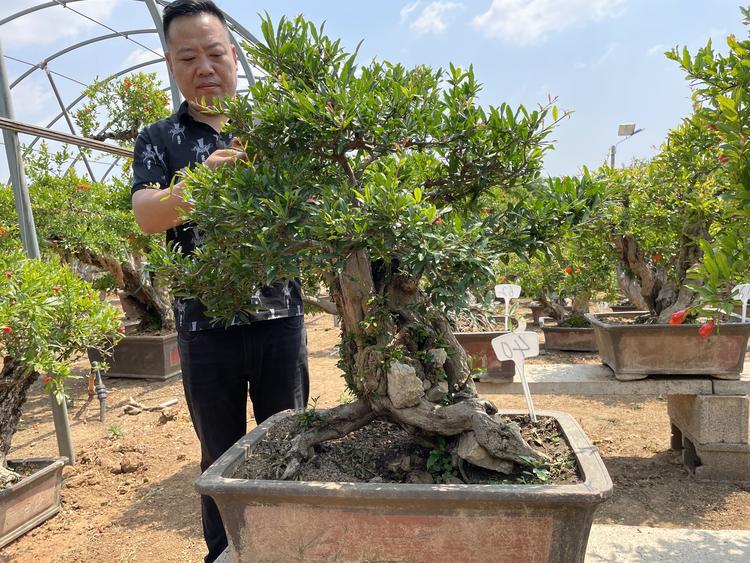 小时姐姐园艺企业店