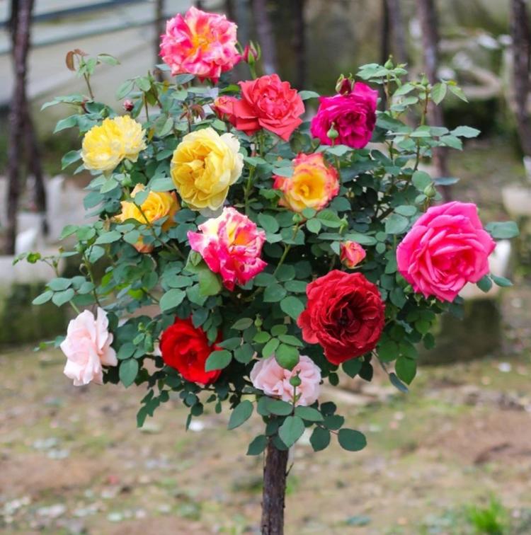 熊彪月季绿植种植基地