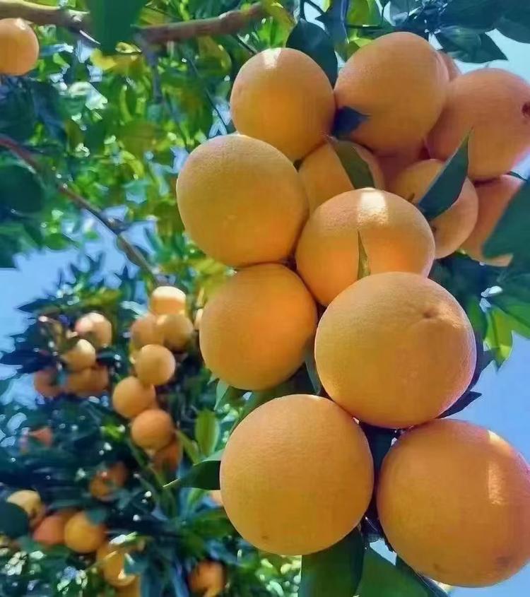 赣南脐橙乡果店