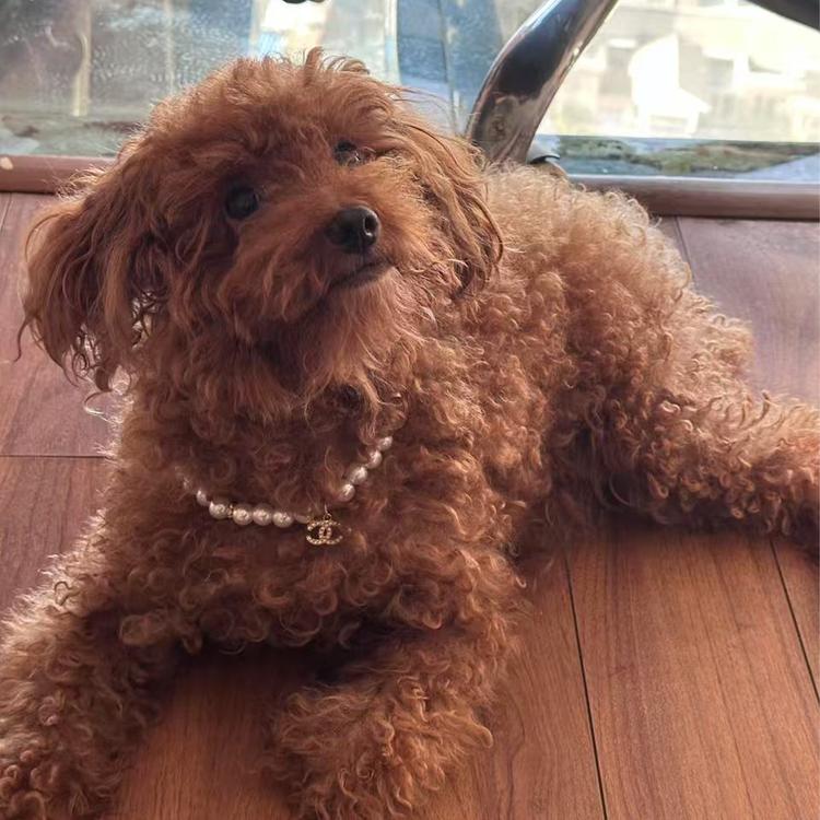 肉der模玩小铺