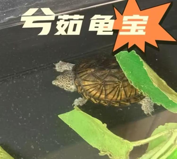 兮茹龟宝