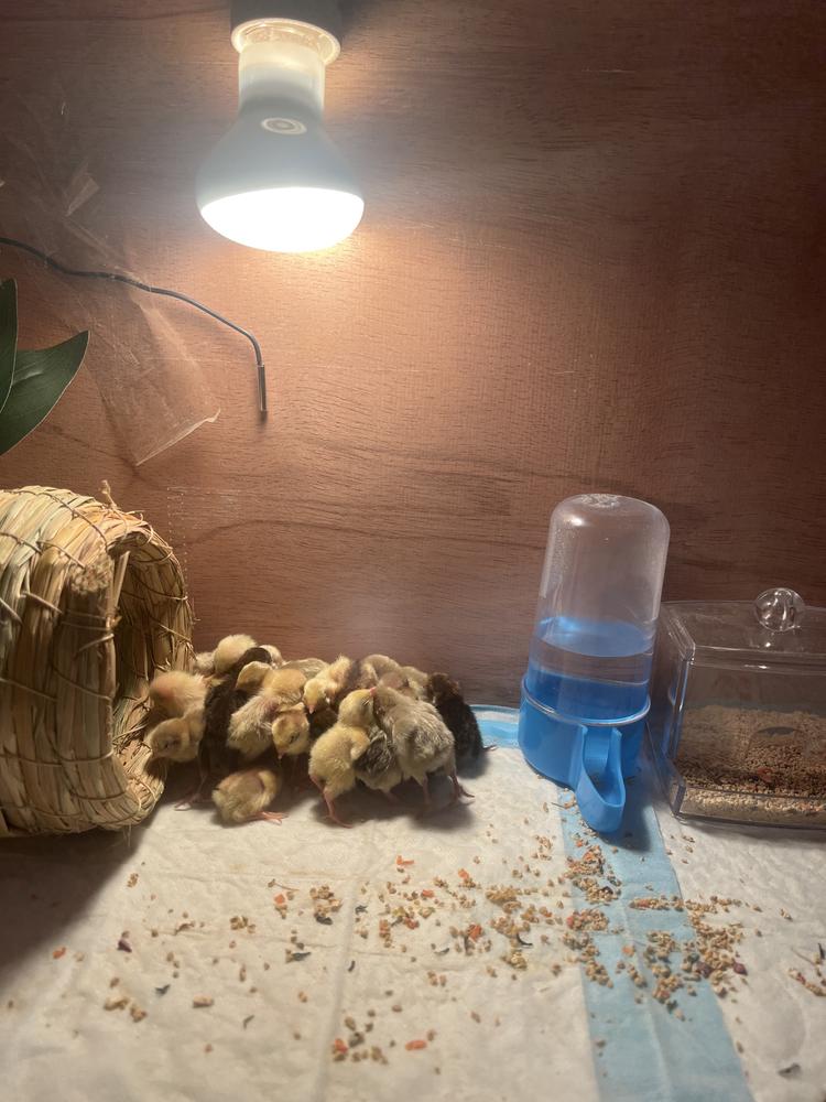 敦敦家芦丁鸡用品店