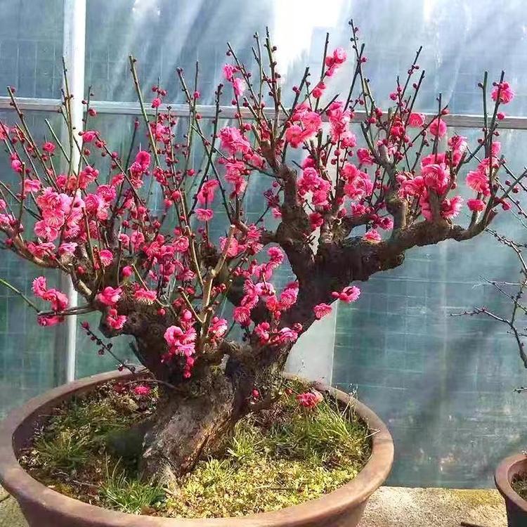 美丽芳盆景园艺