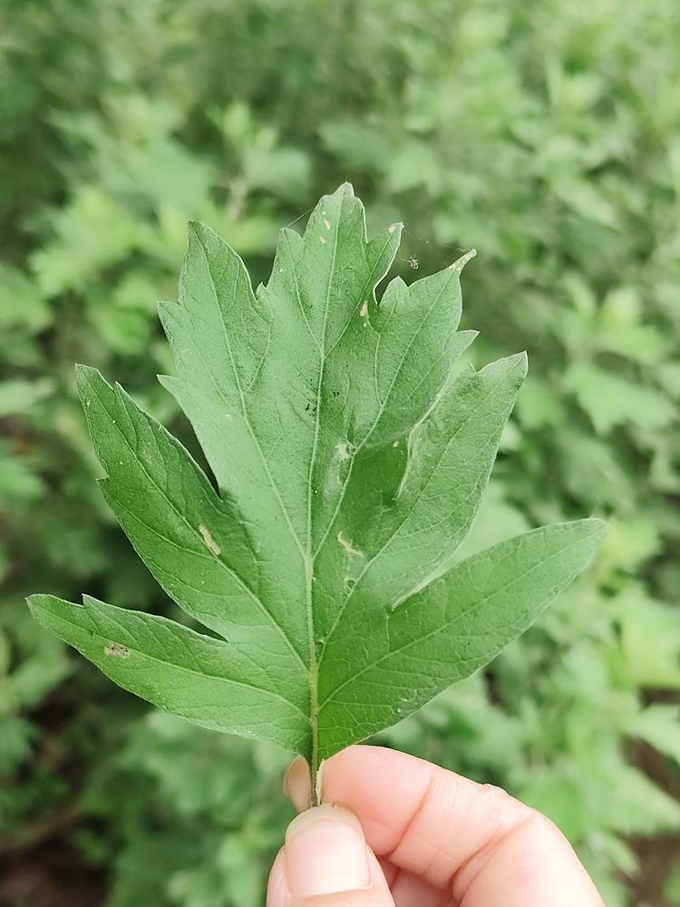 善灸草堂