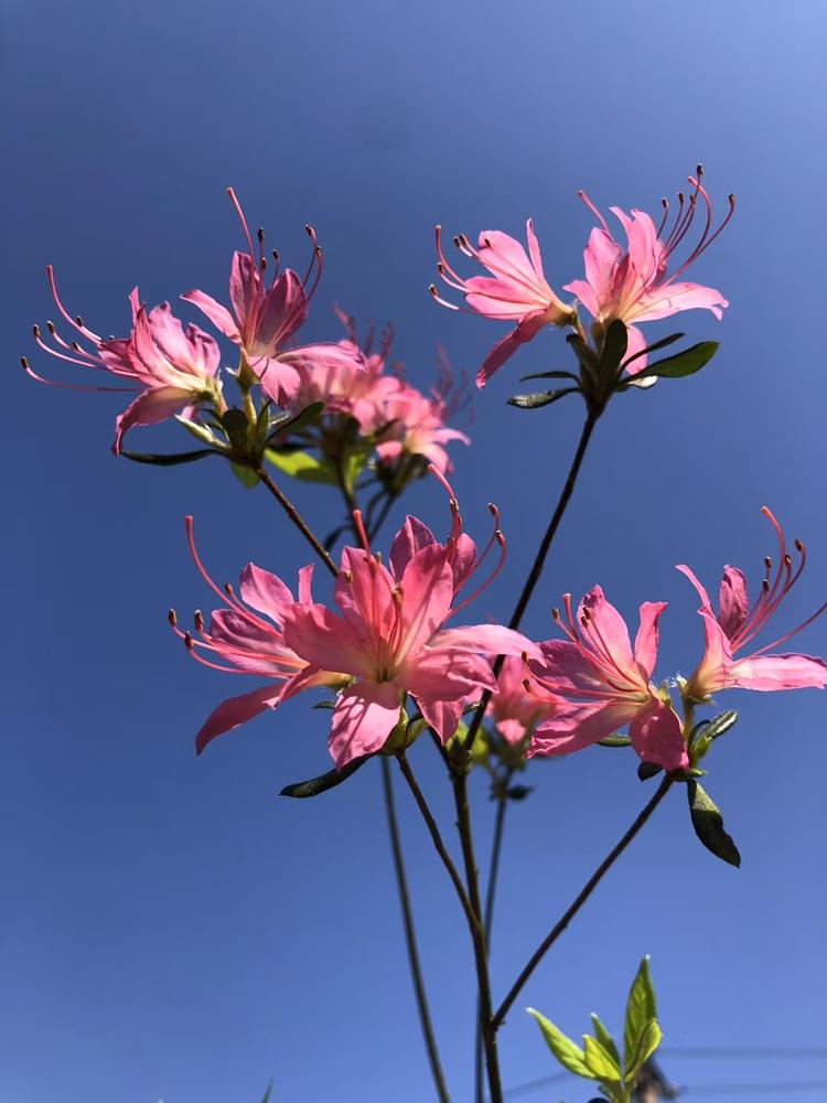 香姐花卉