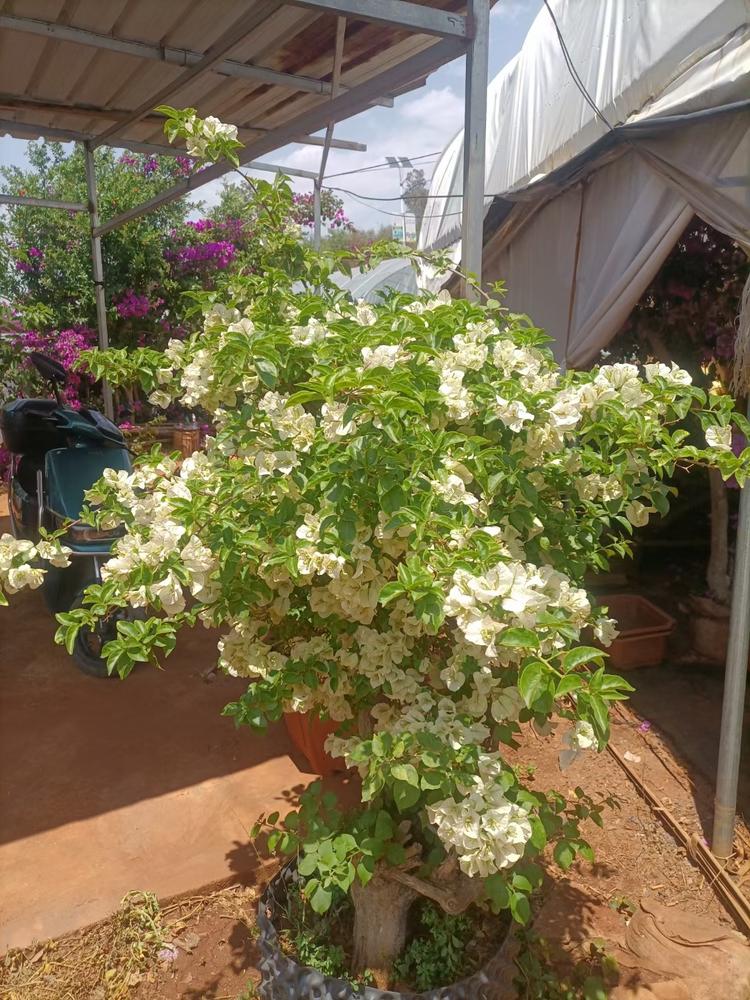 黄秋林宜良丘陵花卉优品店