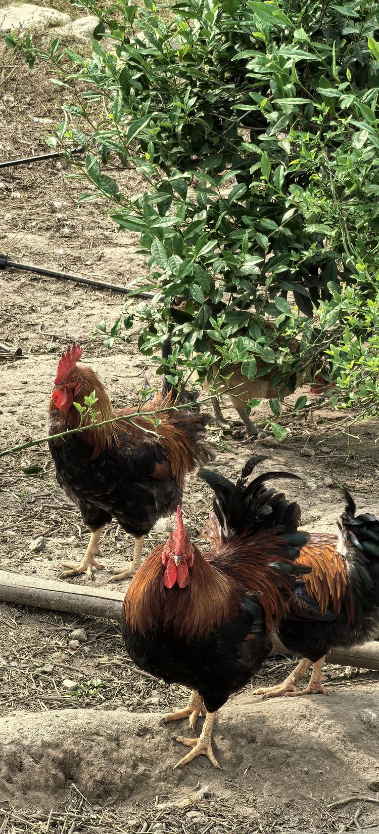 括苍山农家虫草土鸡蛋