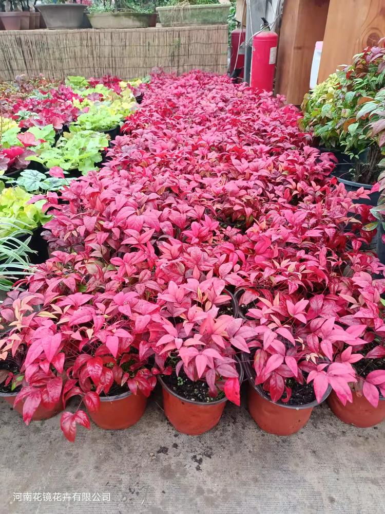 河南花镜花卉企业店