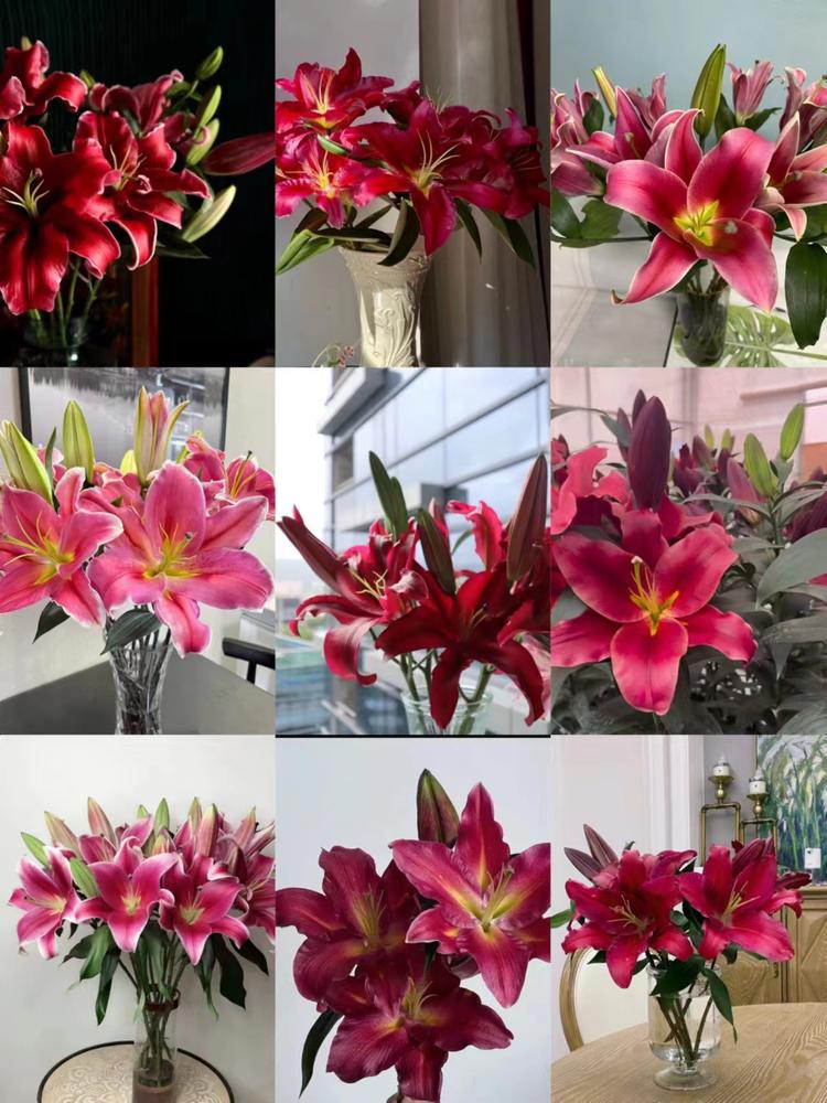 鲜花花花世界flower