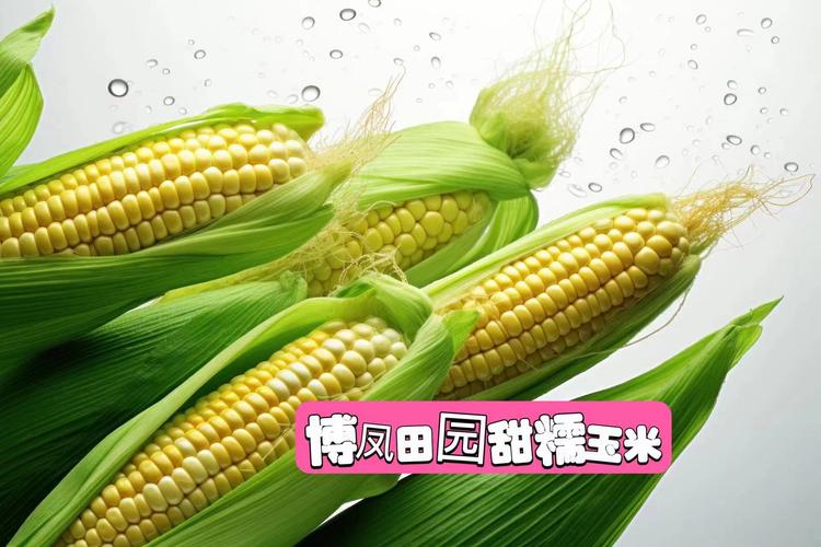 博凤田园甜糯玉米