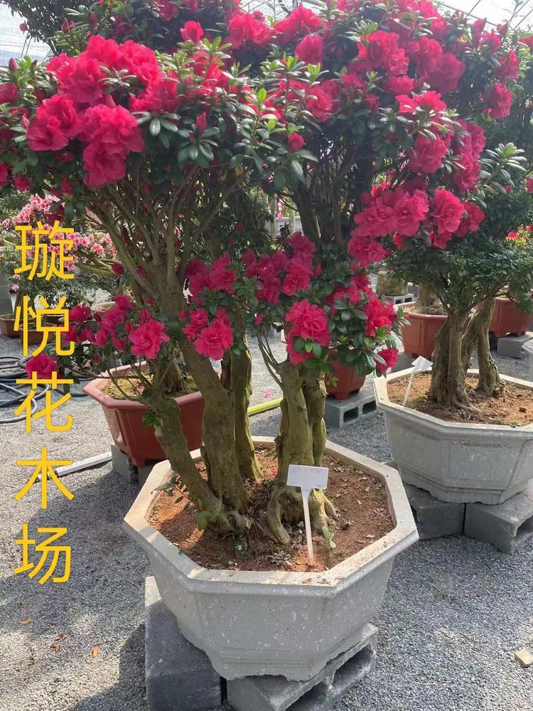 璇悦花木场