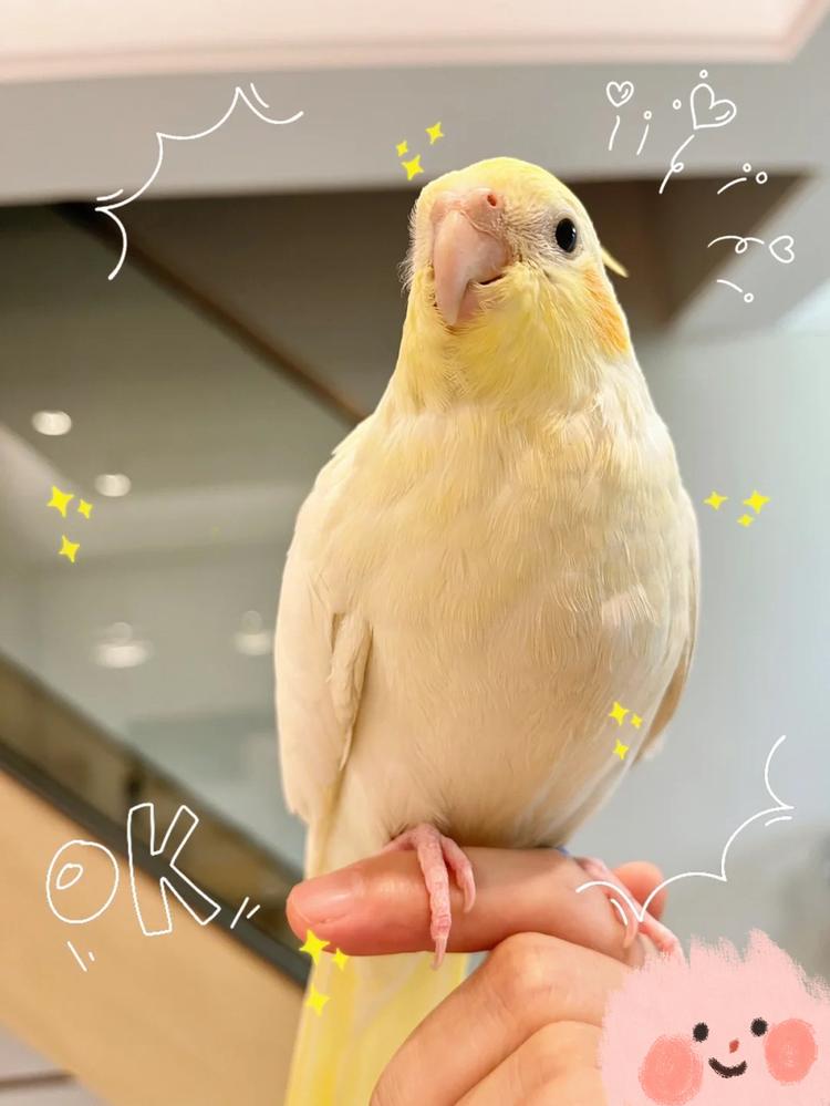 pinky家小玄凤在sh浦东