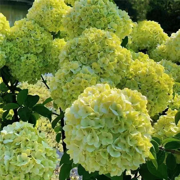 繁花园艺1