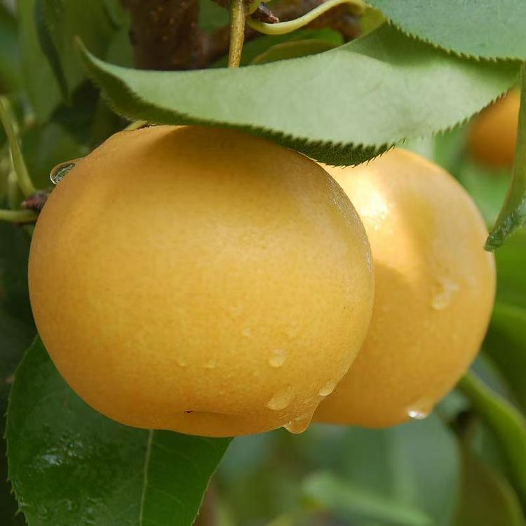 大吉蔬菜水果店