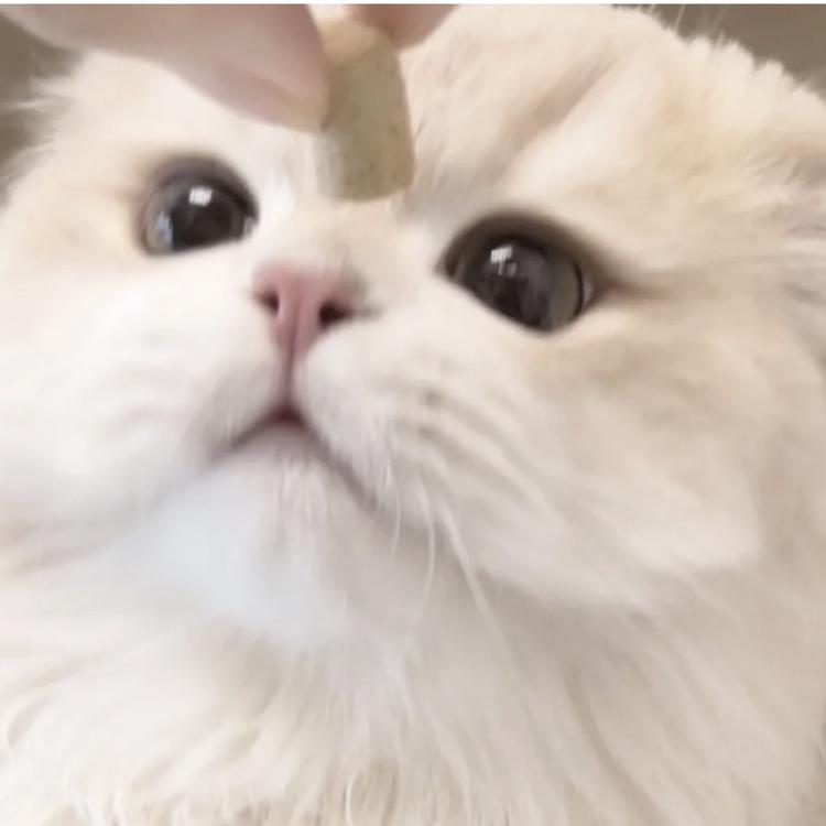 PeeKaboo