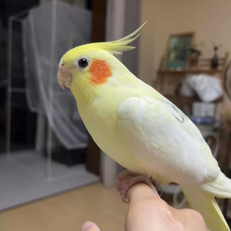万嘉鹦鹉