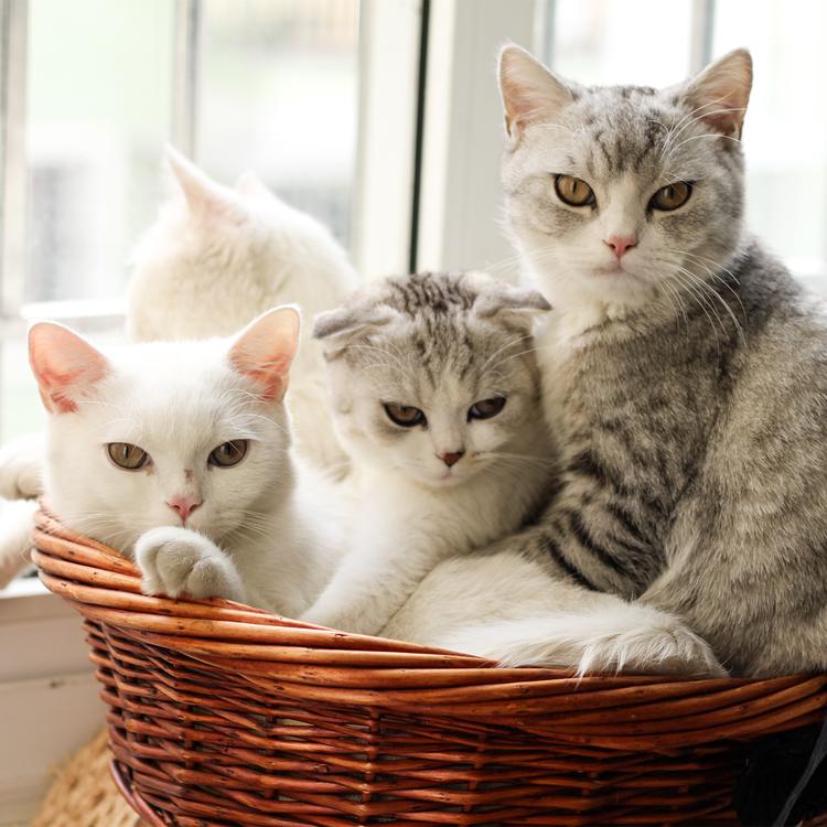 密叶猴耳环种子批发零售