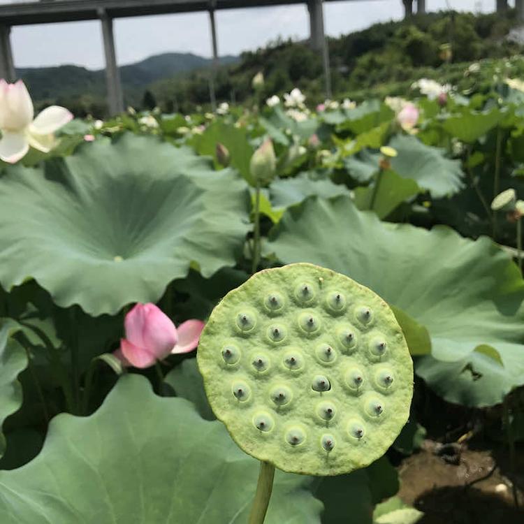 太空莲基地