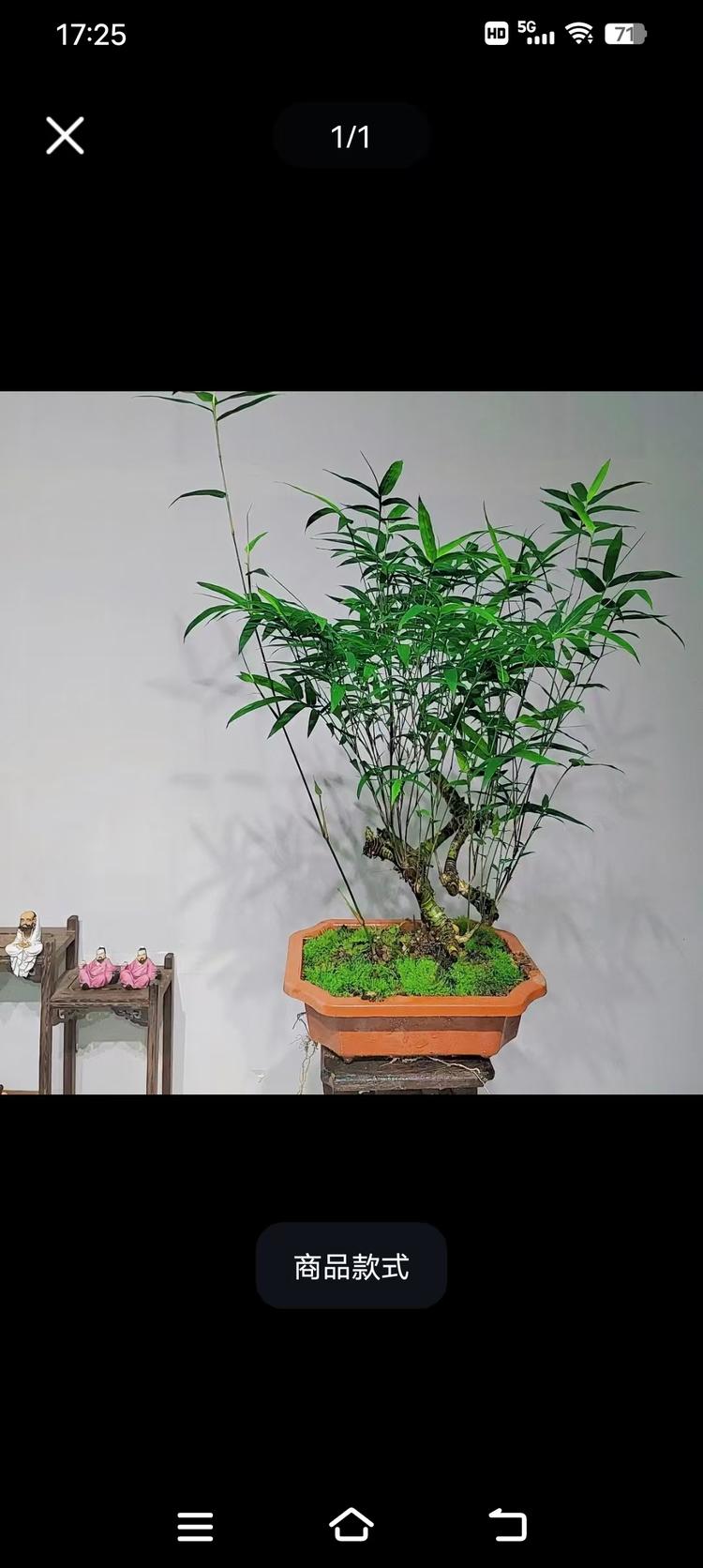 艺静绿植盆景