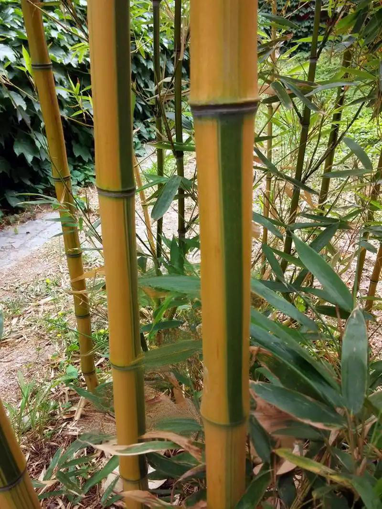 锦鸿花卉