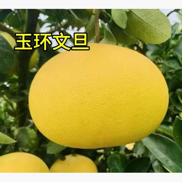 玉环文旦雪儿家