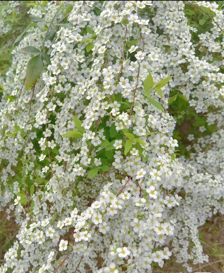 大表哥花卉销售店