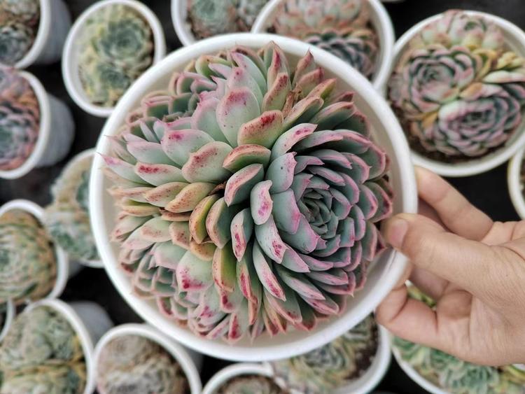 昆明花梦想多肉基地的小店