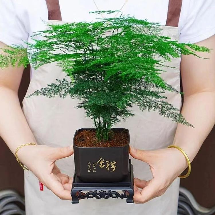 益发果树苗木专营店