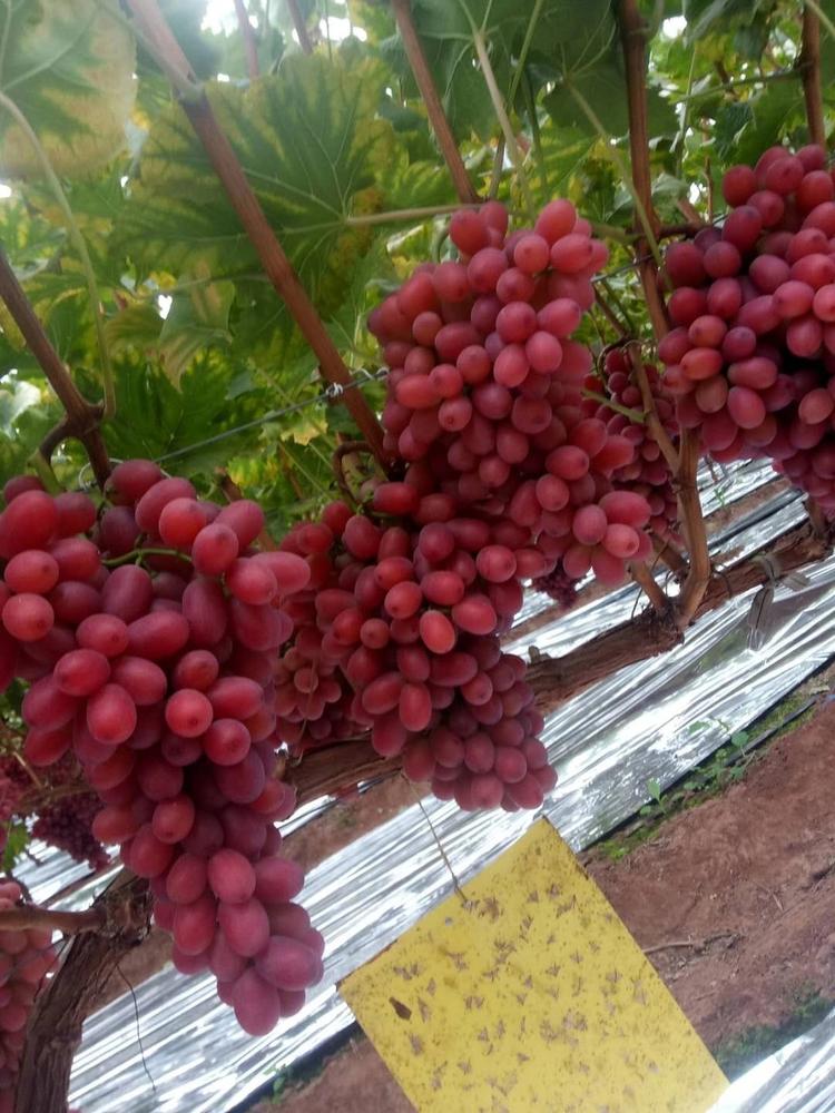 李杰水果合作社