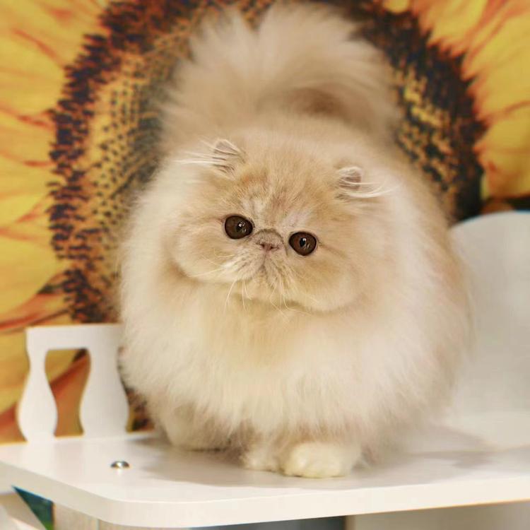 出出珊瑚玉精品店