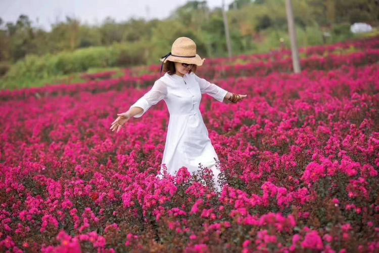 诚信花卉苗木
