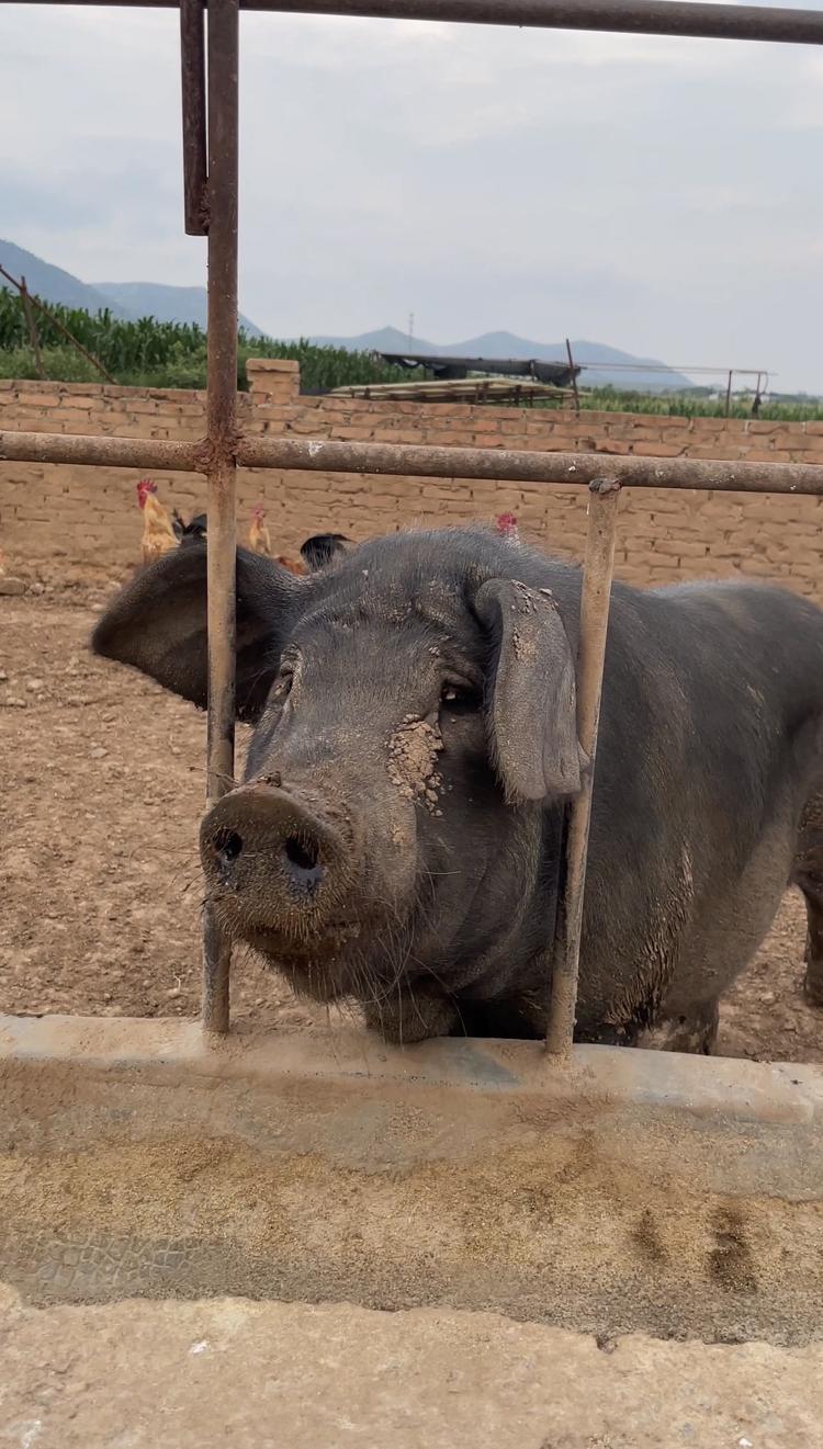 太行山散养黑土猪