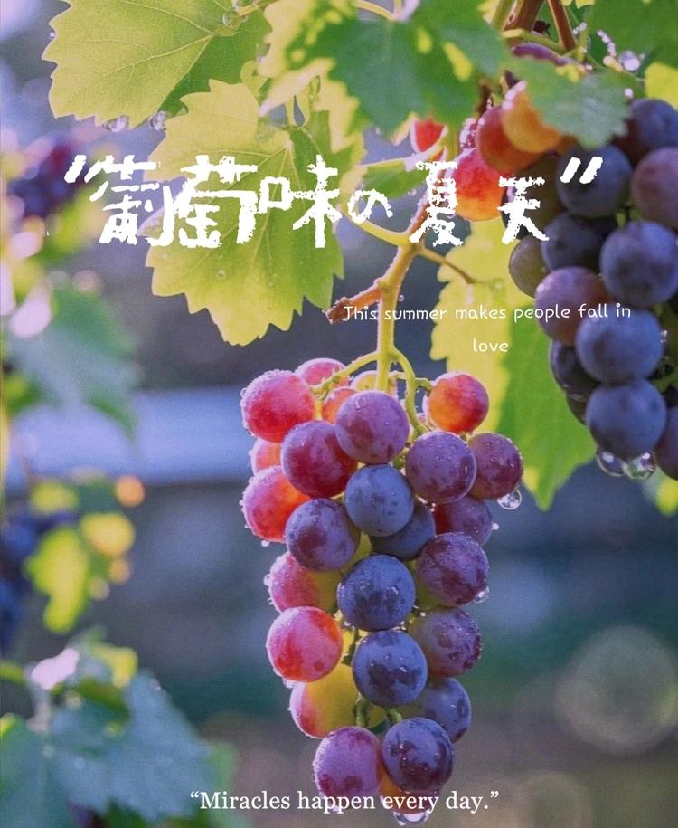葡萄味的夏日小店BM