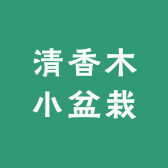 清香木小盆栽