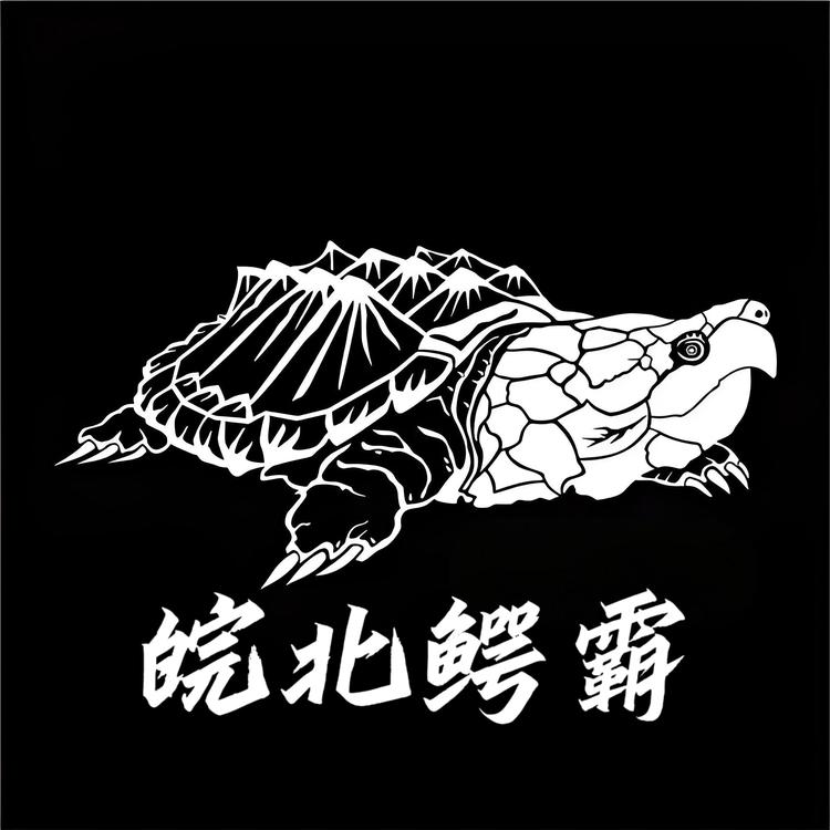 皖北小李鳄龟