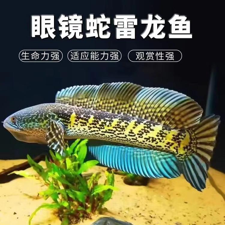邯郸雷龙工作室