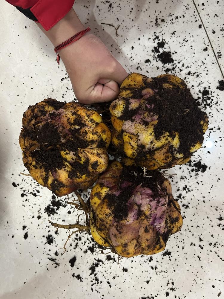 楠木花花
