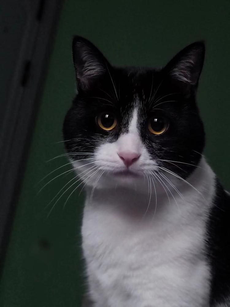 喵大佬七七的店