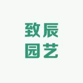 致辰三角梅新品种基地