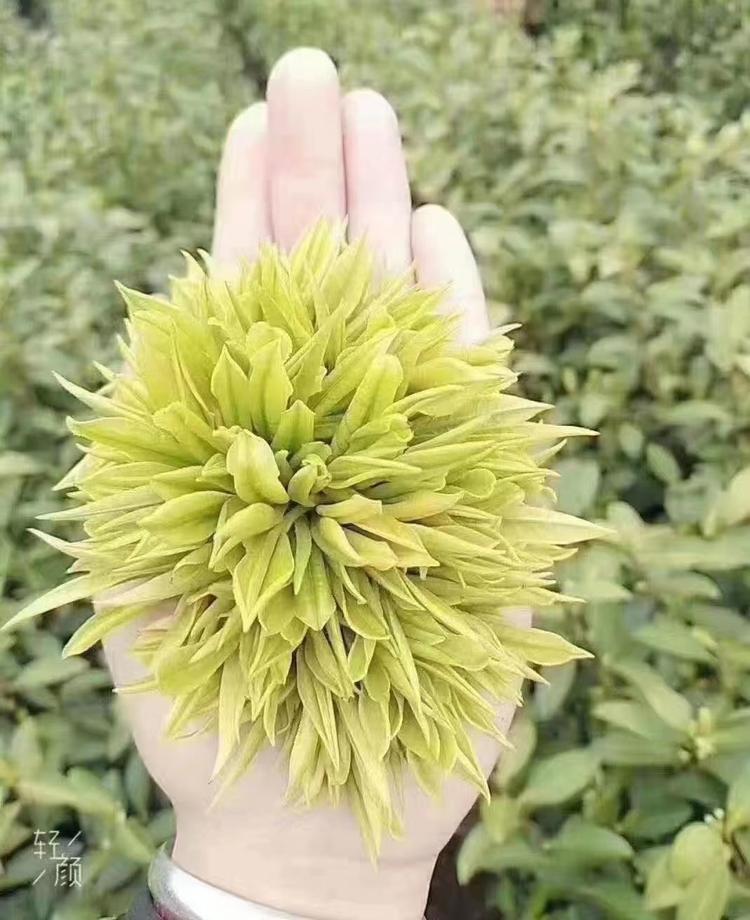 莫干山何味
