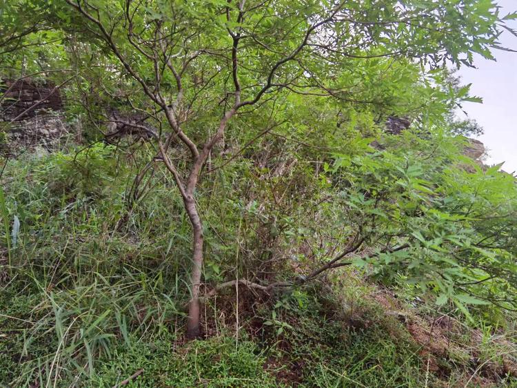 太行小马盆景奇石