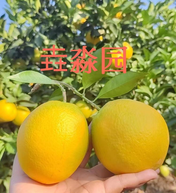 垚淼园