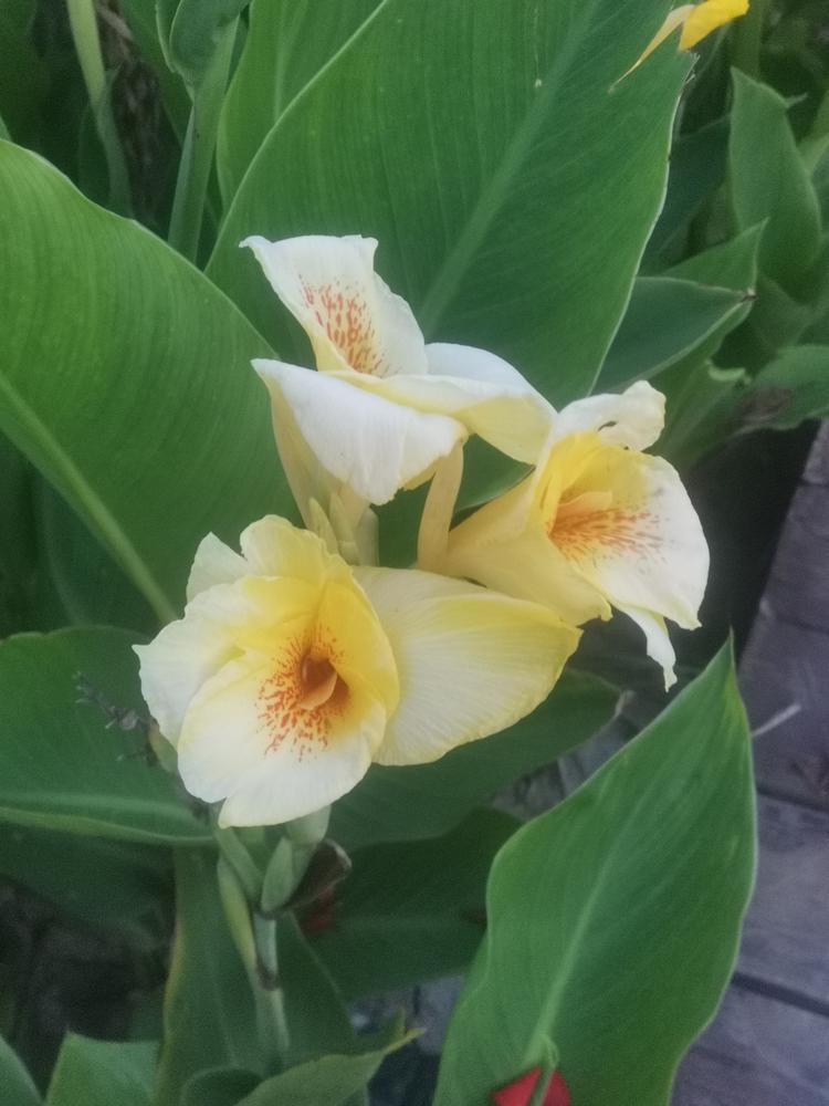 自由峰优品小铺
