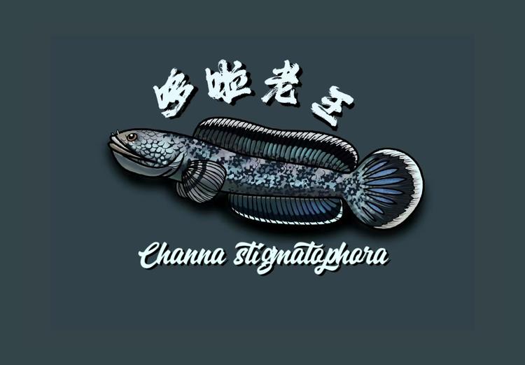 老王水族用品严选店