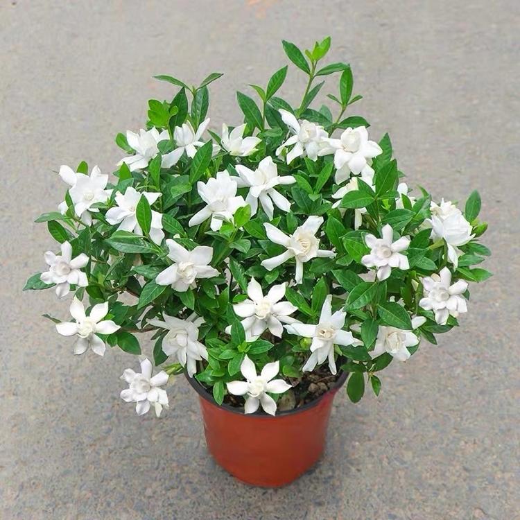 花之海001