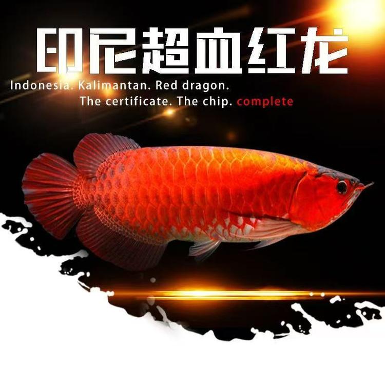逸帆水族
