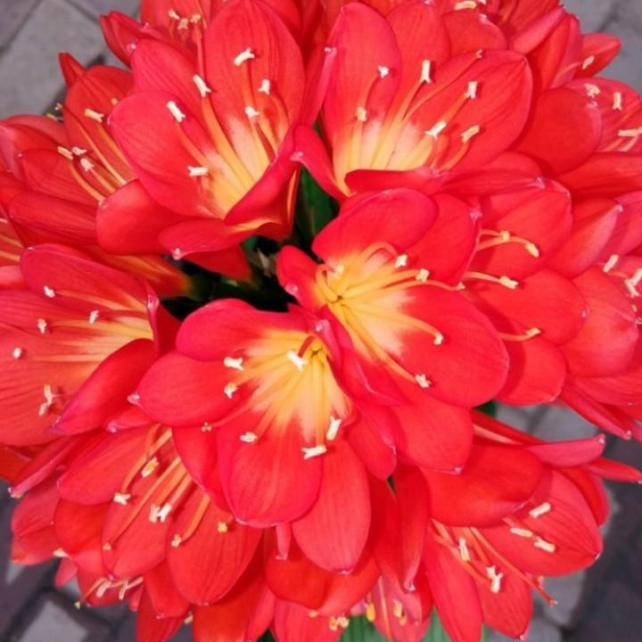 君子兰花卉种植